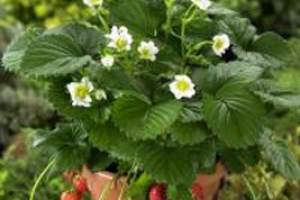 Strawberry 'Berri Basket White' 